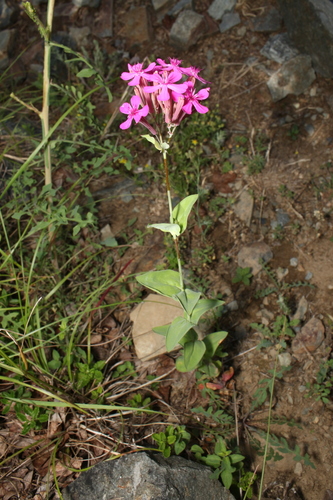 Sweet William Catchfly