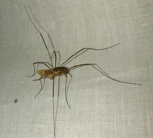 European Harvestman