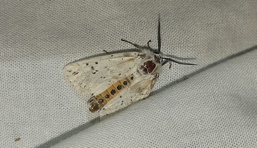White Ermine