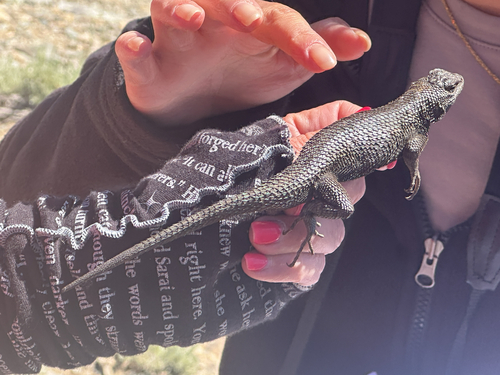 iNaturalist observation photo of Western Fence Lizard