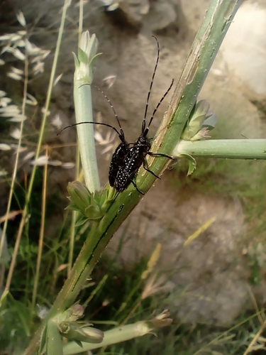 Agapanthia irrorata
