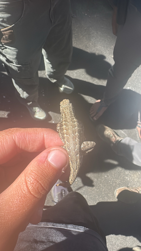 iNaturalist observation photo of Common Sagebrush Lizard