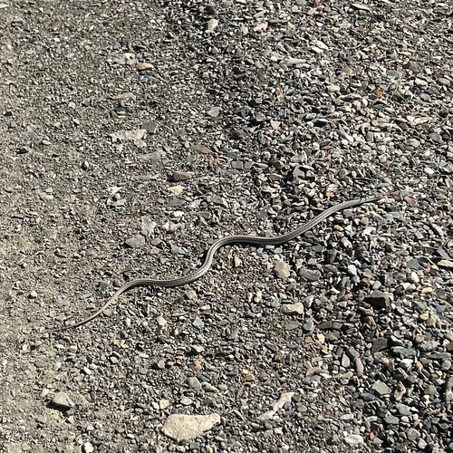 iNaturalist observation photo of Mojave Patchnose Snake