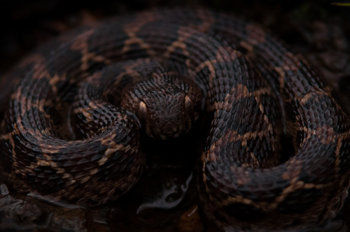 Saw-scaled Viper