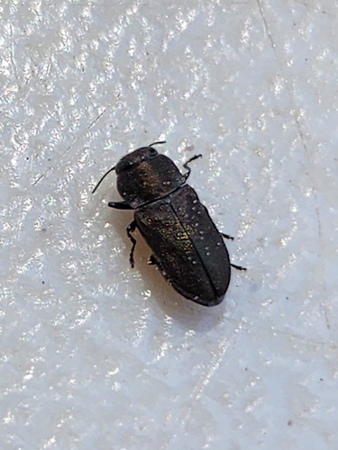 iNaturalist observation photo of Melanthaxia