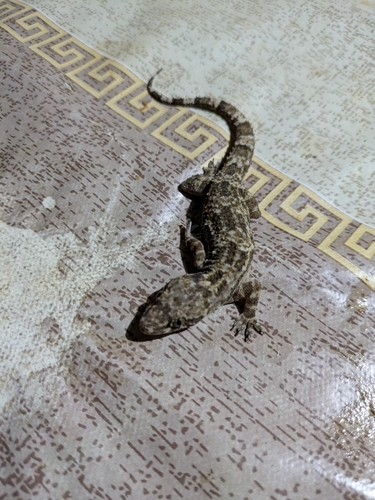 Tropical House Gecko