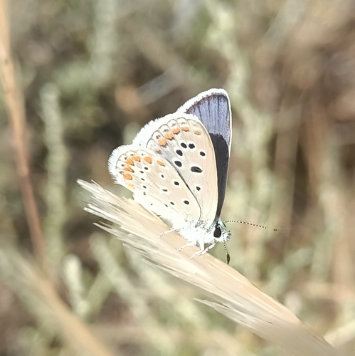 Austaut's Blue