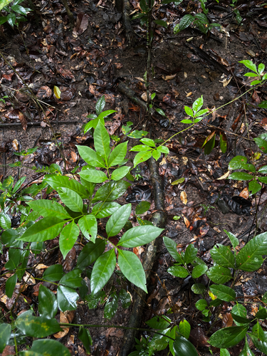 scentless rosewood