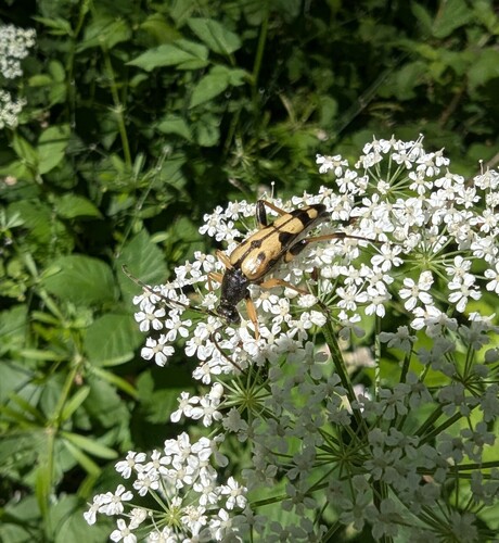 Spotted Longhorn Beetle