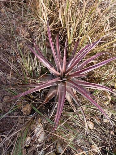 Dyckia inconspicua