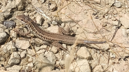 Western Snake-eyed Lizard