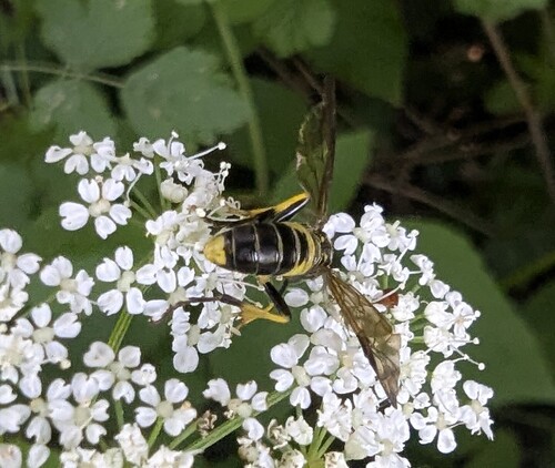 Small Yellow-girdled Tenthredo