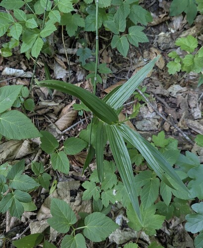 Narrow-leaved Helleborine