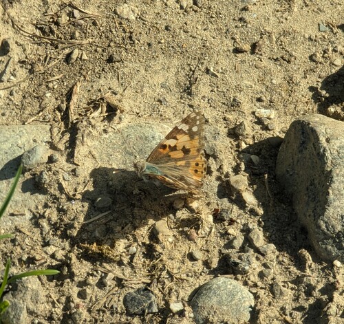 Painted Lady