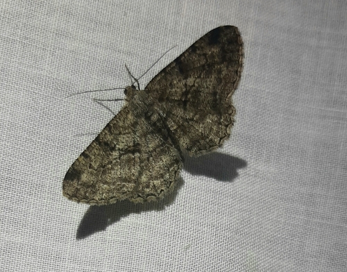Willow Beauty