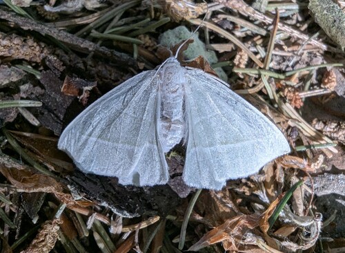 Light Emerald