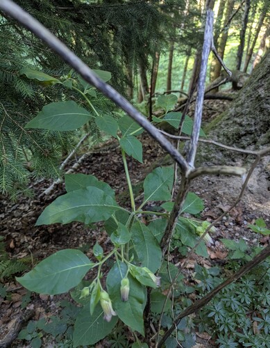Deadly Nightshade