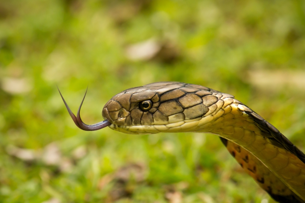 The King Cobra is a highly venomous snake, but it isn't a true cobra. Their  scientific name is Ophiophagus hannah, which translates to