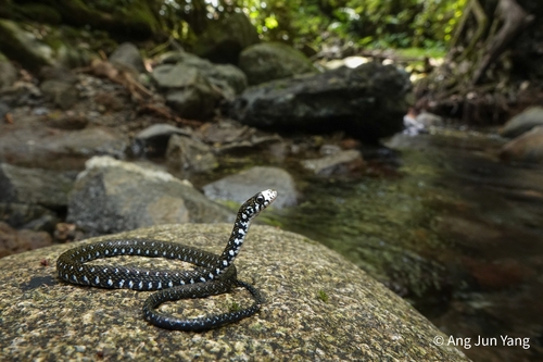 Sabah Keelback