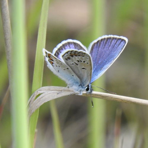 Silver-studded Blue