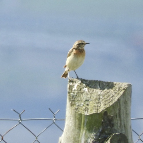 Whinchat