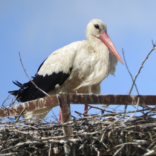 White Stork