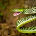 Farnsworth's Vine Snake - Photo (c) Deva R Kumar, all rights reserved, uploaded by Deva R Kumar