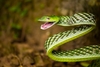 Farnsworth's Vine Snake - Photo (c) Deva R Kumar, all rights reserved, uploaded by Deva R Kumar