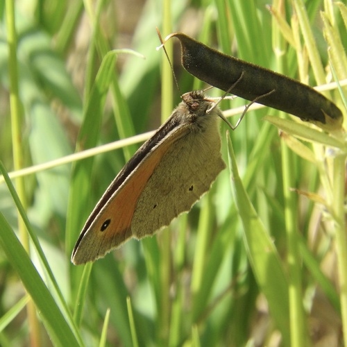 Meadow Brown