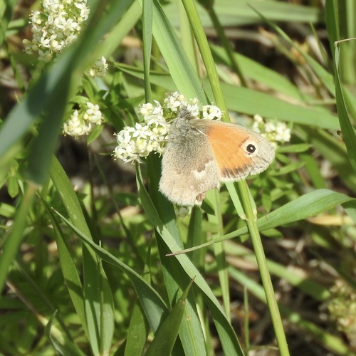 Small Heath