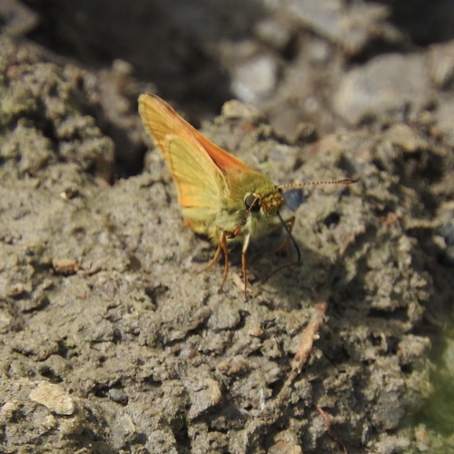 Large Skipper