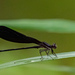 Black Dancer Damselfly - Photo (c) Scott Simmons, all rights reserved, uploaded by Scott Simmons