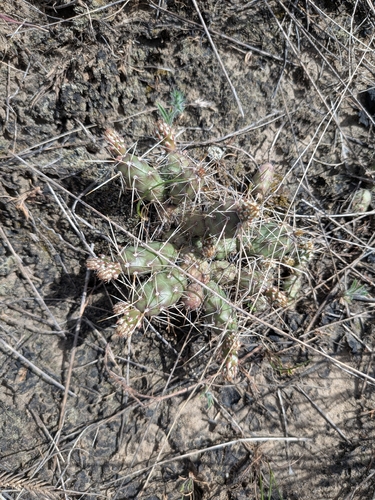 Brittle Pricklypear