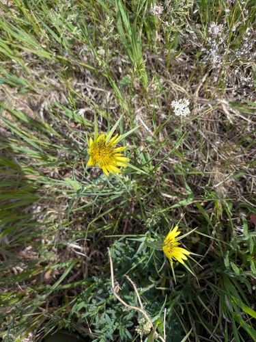 Yellow Salsify