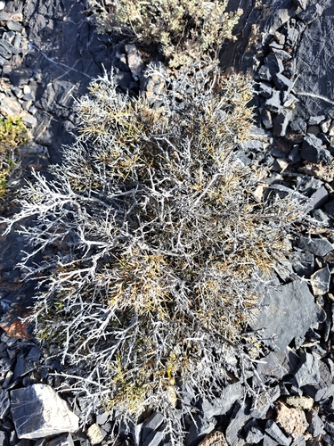 Spiny Greasebush