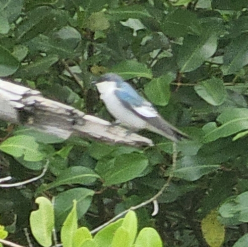 White-winged Swallow