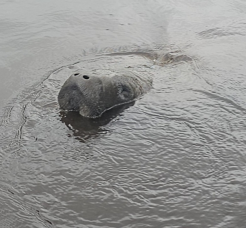 West Indian Manatee