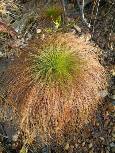 Bulbostylis paradoxa