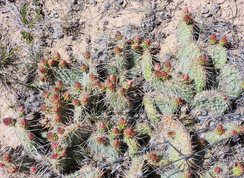 Plains Pricklypear