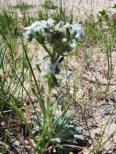 Cockscomb Oreocarya