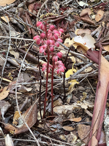 iNaturalist observation photo of Leafless wintergreen