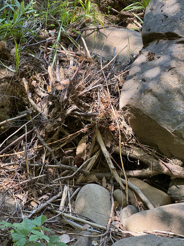 iNaturalist observation photo of Honey Bees
