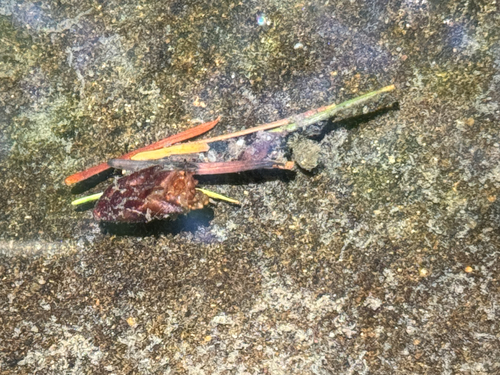 iNaturalist observation photo of Northern Caddisflies