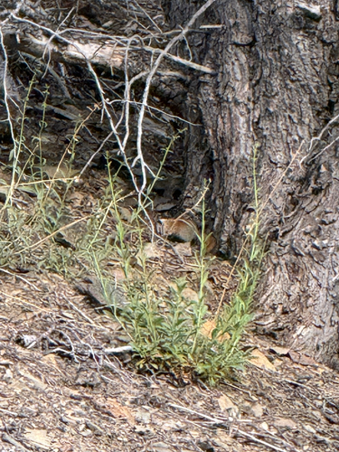 Panamint Chipmunk observed by lasthenian
