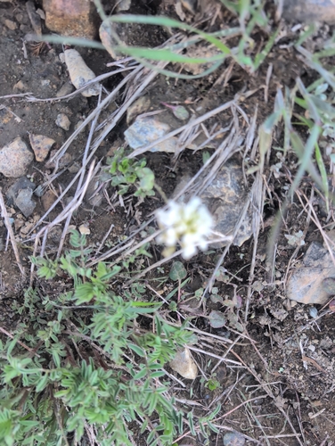 wedgeleaf draba