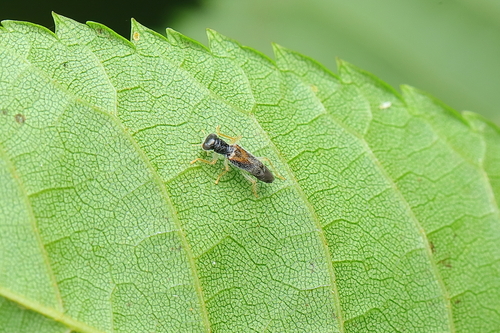 Phyllobaenus