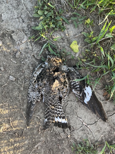 Common Nighthawk