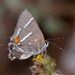Bartram's Scrub-Hairstreak - Photo (c) Joshua Lincoln, all rights reserved, uploaded by Joshua Lincoln