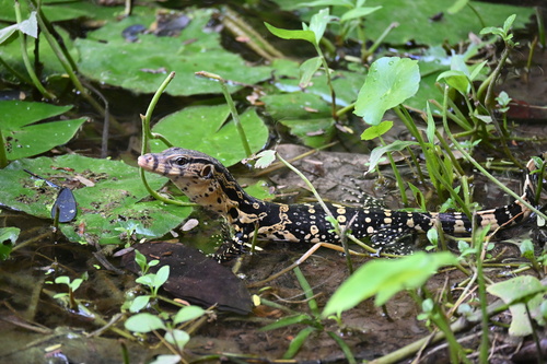 Indomalayan Water Monitor