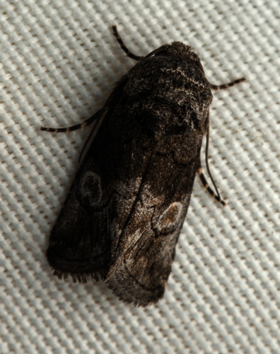 Copanarta aurea